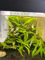 Guppy Fische 10 für 5€ West - Griesheim Vorschau