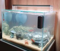 60L Weissglas Aquarium komplett Pumpe/Deko/Fische/Amano Garnelen Nordrhein-Westfalen - Krefeld Vorschau