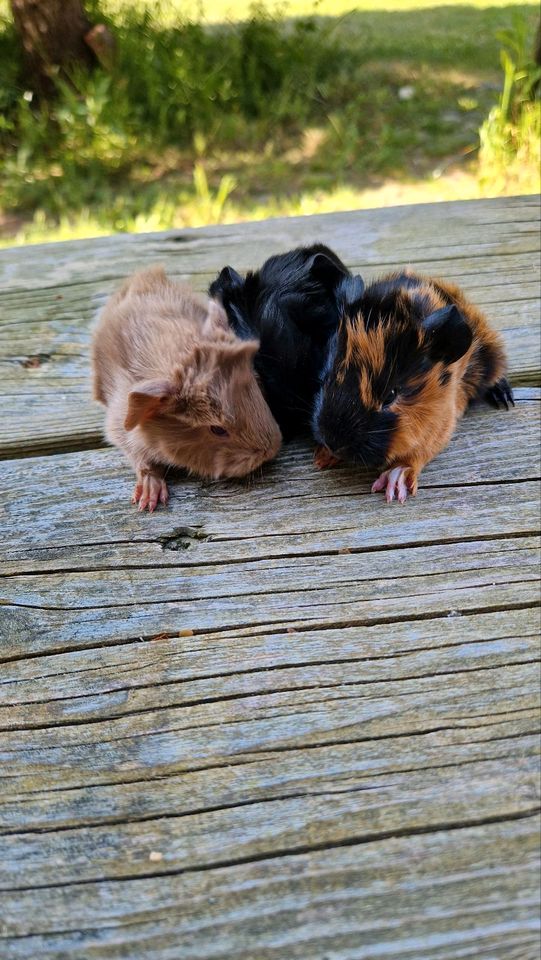 Peruaner Meerschweinchen in Zweedorf