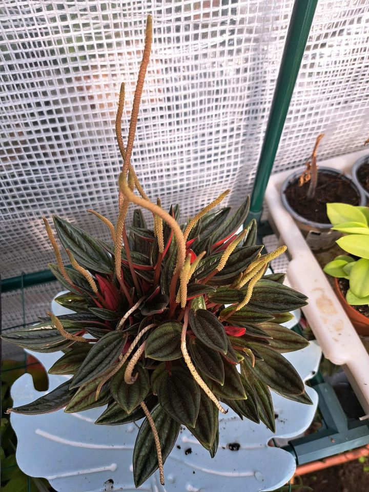 Tolle Peperomia rubra, etablierte Pflanze in Selent