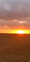 Hofnachfolge Landwirtschaft Kooperation Sachsen-Anhalt - Oschersleben (Bode) Vorschau