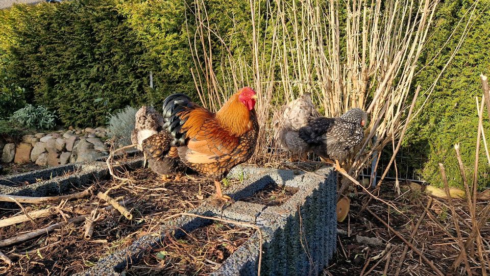 10 Bruteier Zwergwyandotten bunt Zwerg Wyandotten Huhn Ei Eier in Nordholz