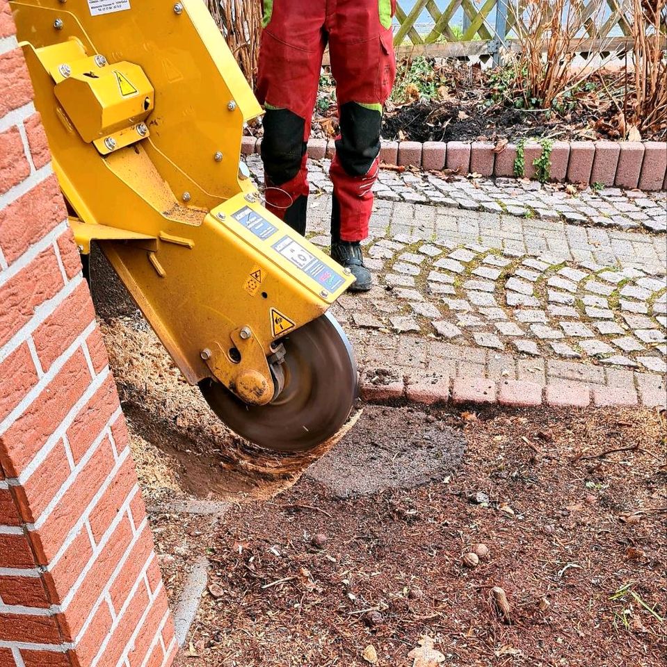 Stubbenfräse - Wurzelfräse - Baumstumpf entfernen in Mittenwalde