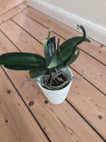 Orchidee mit Topf zu verkaufen Niedersachsen - Oldenburg Vorschau
