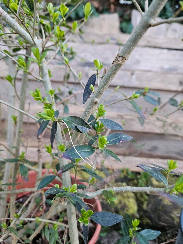 Ligustrum Pflanzen im Topf Heckenpflanze in Besigheim