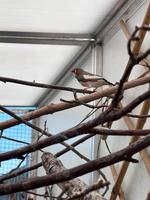 Zebrafinken Nordrhein-Westfalen - Rommerskirchen Vorschau
