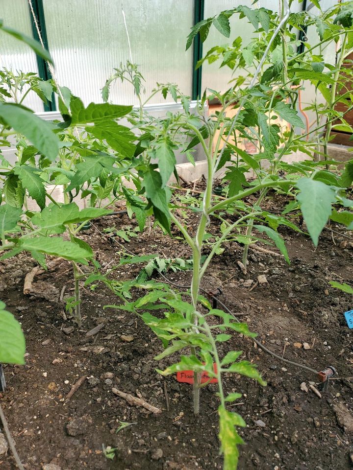 Tomatenpflanzen aus eigener Anzucht in Rüthen