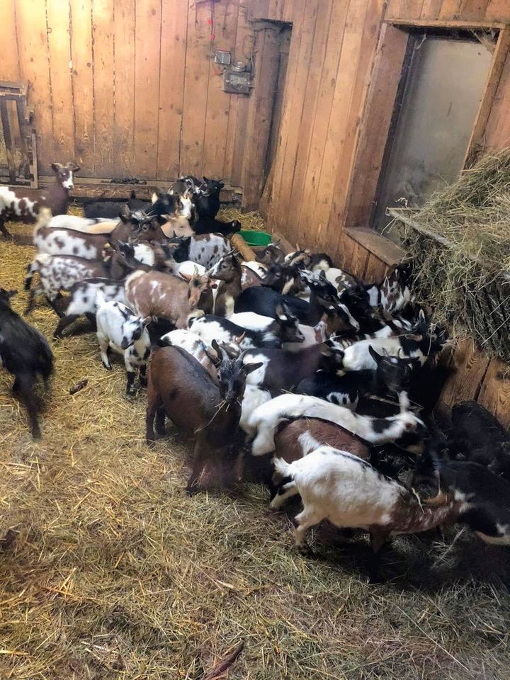 Schöne junge Zwergziegen abzugeben, Ziegen, Weibchen + Kastrate! in Waldbröl