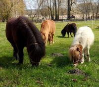 2 Shetty u 2 Mini Shetty Ponys suchen neues Zuhause Niedersachsen - Helmstedt Vorschau