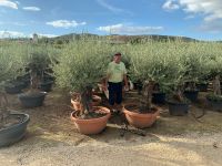 Olea Europaea hojiblanca (Olivenbaum) Bonsai ab 70/90cm Stammum. Nordrhein-Westfalen - Recklinghausen Vorschau