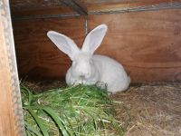 Kaninchen Häsin Sicken Deutsche Riesen Mix Zella - Anrode Vorschau