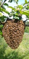 Hallo ich suche auf diesem Weg ein neues Bienenvolk. Thüringen - Kaltennordheim Vorschau