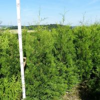 Thuja Brabant / Lebensbaum Heckenpflanzen ab Nordrhein-Westfalen - Barntrup Vorschau