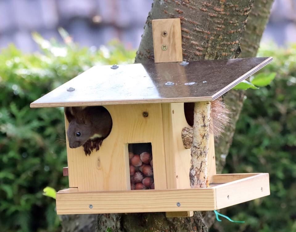 Eichhörnchenfutterhaus Futterhaus Eichhörnchen in Gescher