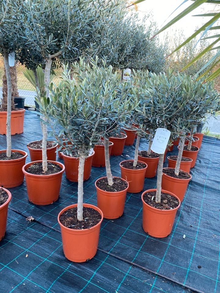 Verkauf von Palmen, Olivenbäume und andere Exoten in Meckenbeuren