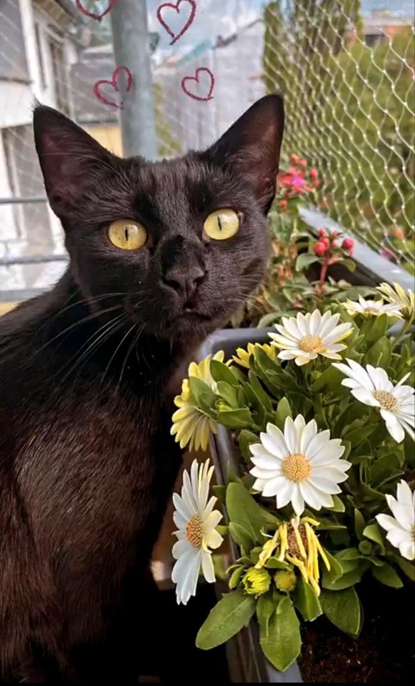 Katze seit dem 28.04. vermisst in Ingolstadt