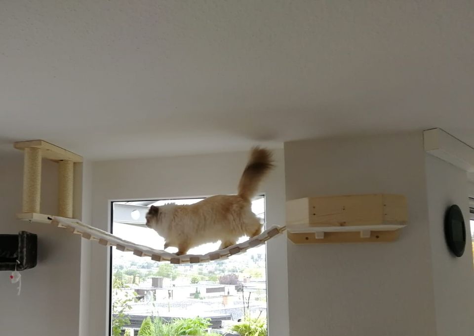 Kratzbaum Deckensystem, Catwalk Kletterlandschaft für Katzen in Bamberg