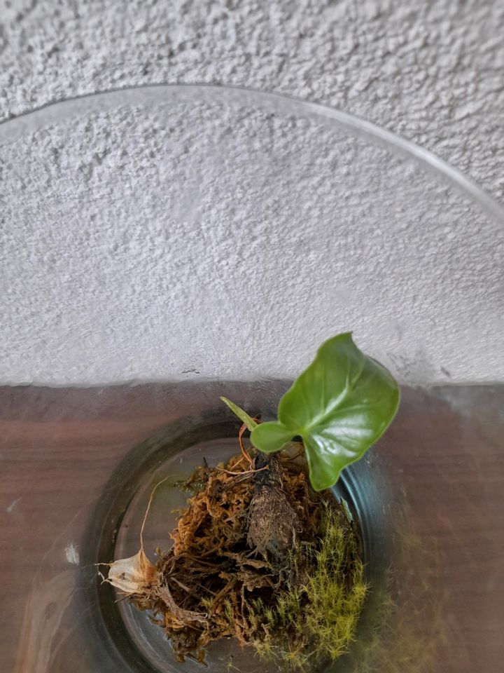 Alocasia triangularis im Glas in Steinheim