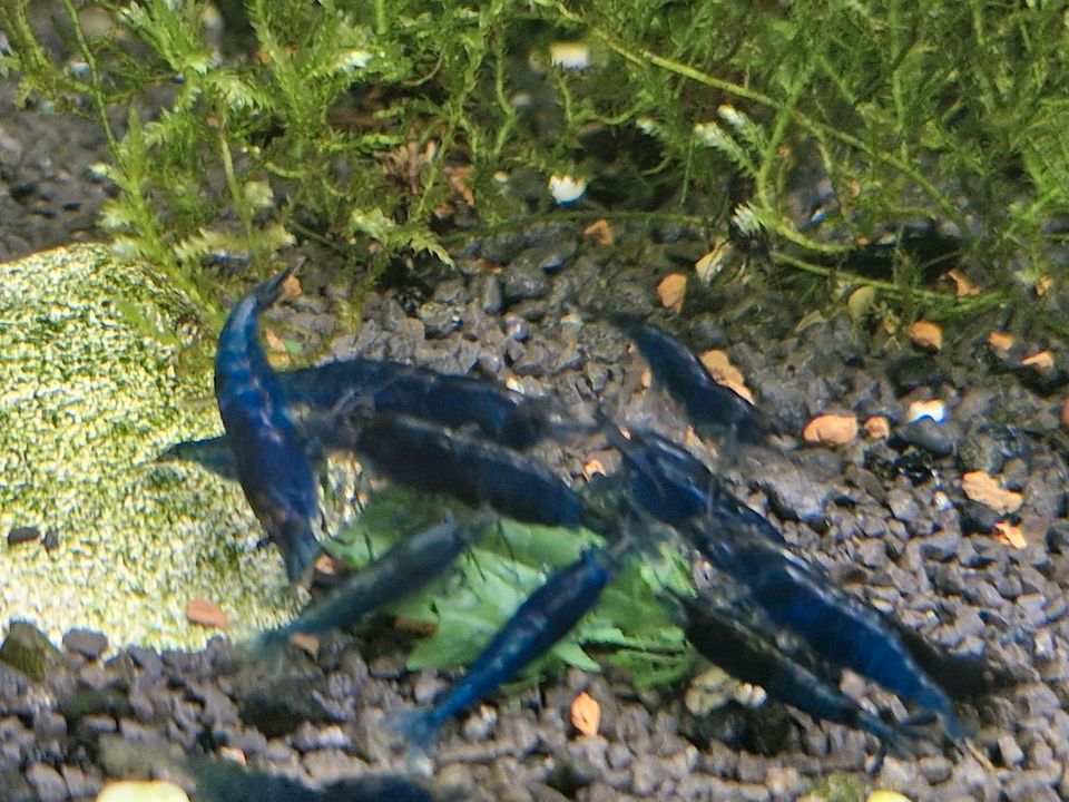 Aquarium tiefblaue Blue Dream Garnelen in Wettringen