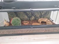 Terrarium für Reptilien Niedersachsen - Neustadt am Rübenberge Vorschau