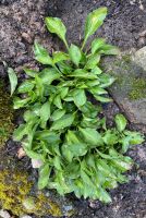 Hosta venusta Thumb Nail Bayern - Bischofsheim Vorschau