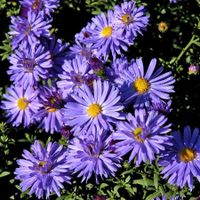 Garten Staude Herbst Aster niedrig wachsende blau Niedersachsen - Ahlerstedt Vorschau