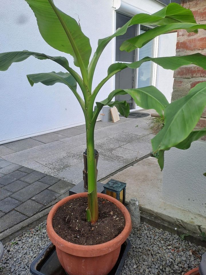 BANANEN Stauden - VB in Geiselhöring