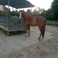 Pferdebox Stallfrei kostenlos zu vergeben Nordrhein-Westfalen - Issum Vorschau