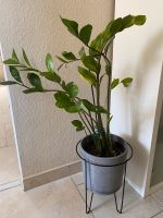 Zimmerpflanze Zamioculcas inklusive schwarzem Blumenständer Ikea Sachsen-Anhalt - Gardelegen   Vorschau