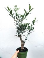 Olivenbaum Olive Olea europaea Mini mediterran Sachsen - Pulsnitz Vorschau