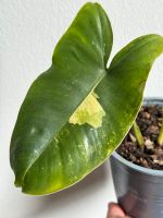 Philodendron Burle Marx Variegata Essen - Rüttenscheid Vorschau