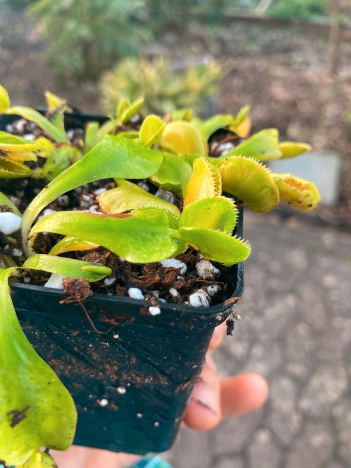 'Microdent' Dionaea  muscipula Venusfliegenfalle Karnivore in Sulzbach (Saar)