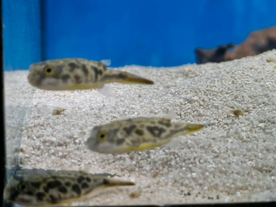 Tetraodon MBU, Goldringel-Kugelfisch in Rügland