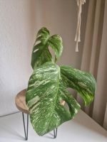 Monstera Variegata Steckling bewurzelt Brandenburg - Jüterbog Vorschau