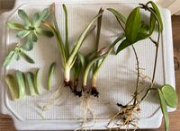 Pflanzen Ableger - Hoya Carnosa - Aloe Vera- Sukkulente alles 1€ München - Hadern Vorschau