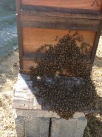 Bienenschwärme aus 2024 zu verkaufen Bayern - Sugenheim Vorschau
