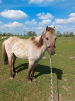 Pony sucht neues Zuhause Schleswig-Holstein - Wilster Vorschau
