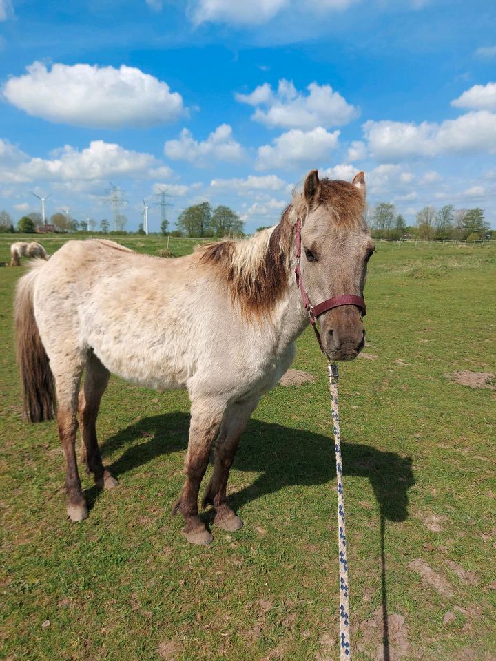 Pony sucht neues Zuhause in Wilster