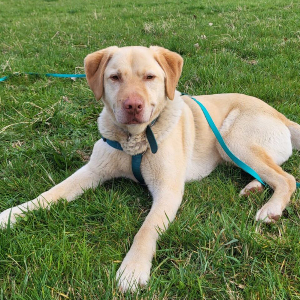 Leonell, Labrador, 6 Jahre, männlich, Tierhilfe Franken e.V. in Lauf a.d. Pegnitz