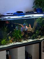 Aquarium 600l Bayern - Schwandorf Vorschau