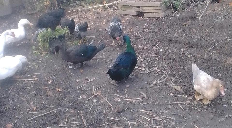 kalkmurmeln Enten Cayuga Pommernenten Schopfenten Laufenten in Mühldorf a.Inn