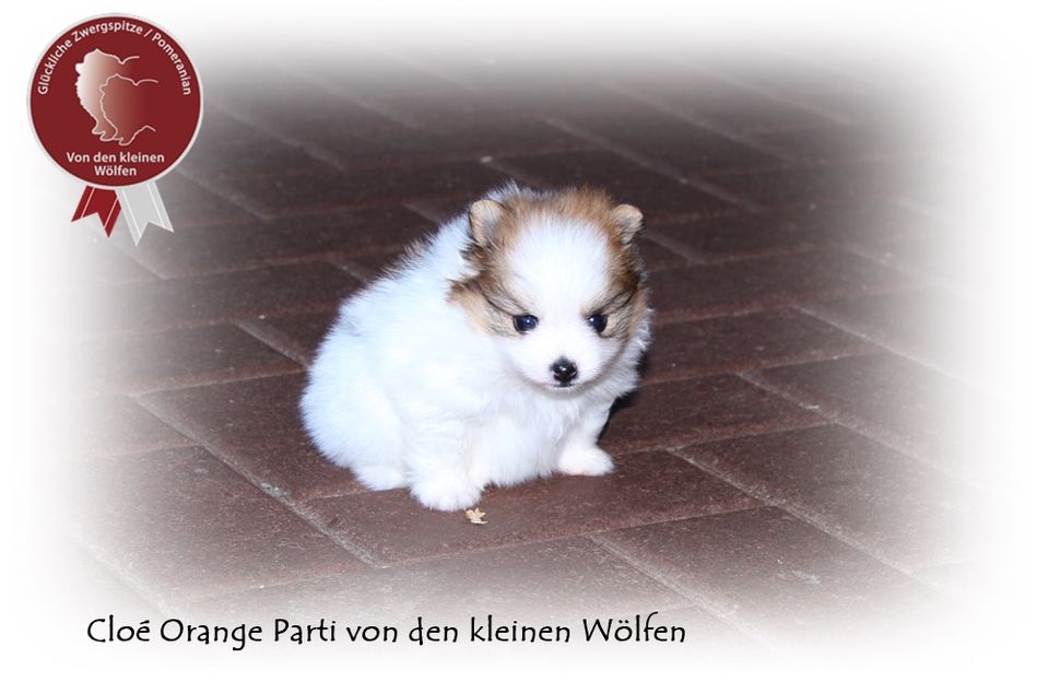 Zwergspitz Pomeranian Hündin, mit Ahnentafel in Tiddische