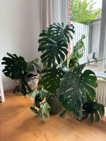 Grünpflanze Zimmerpflanze Monstera Fensterblatt groß Horn-Lehe - Lehesterdeich Vorschau
