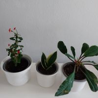 3 schöne Zimmerpflanzen Nürnberg (Mittelfr) - Mitte Vorschau