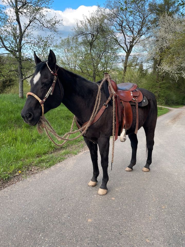 Reitbeteiligung auf QH Stute (Pferd sucht Reiter/-in) in Mömbris