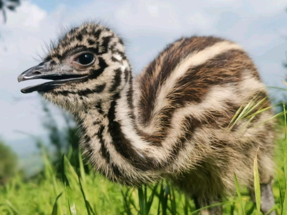 (Hühner)und Emu Küken in Neuwied