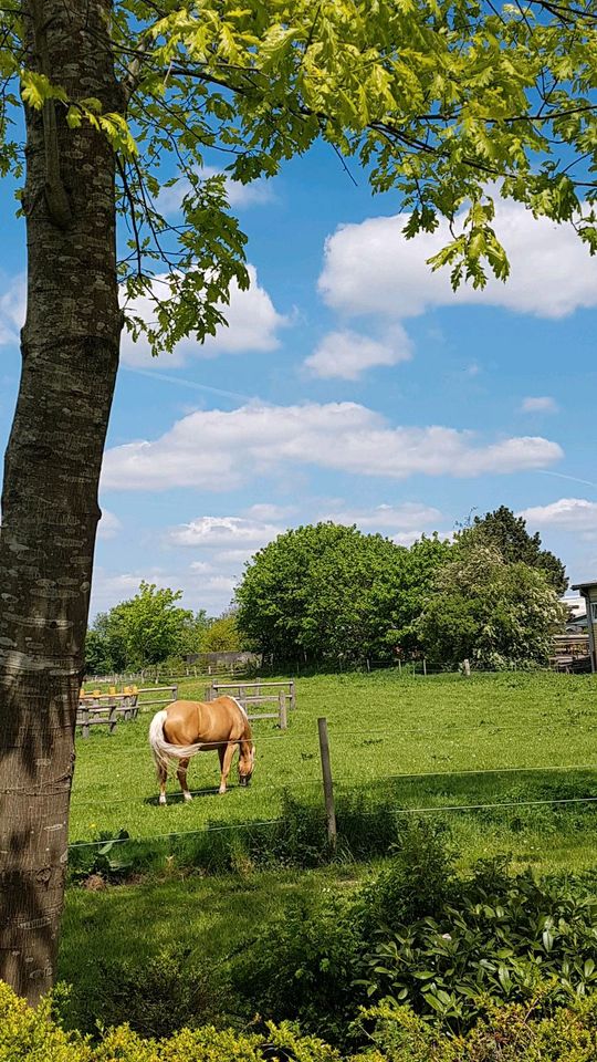 Paddockbox, Bewegungsstall, Offenstall in Schleswig in Schleswig