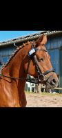 Deutsches Reitpony  Stute Schleswig-Holstein - Trittau Vorschau