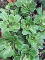 Steinbrech Elfenblume Rosette Niedersachsen - Celle Vorschau