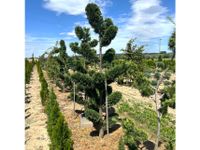 Zypresse Gartenbonsai / Formgehölz - Ellipsoid Bayern - Elsendorf Vorschau